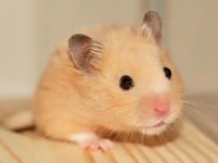 How to solve hamster fights?