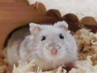 Will hamsters be killed in a fight?