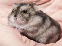 Can hamsters bite people?