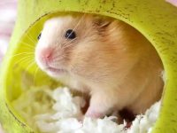What should I do if a hamster bites someone?