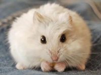 The appearance of hamsters feeling sleepy