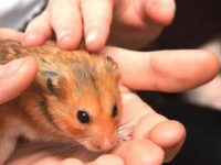 Do hamsters need to be released frequently for play?