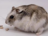 Do hamsters need to hibernate?
