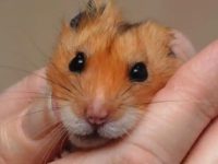 How many months do hamsters reach adulthood?