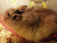 What position does a hamster sleep in?