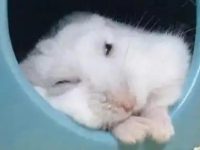 Do hamsters close their eyes while sleeping?