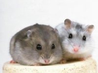 Will hamsters hold on to death?
