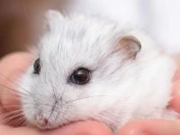 What if hamsters don't eat?