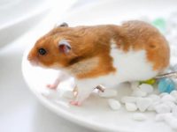 What if hamsters don't drink water?