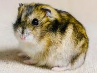 Is it normal for hamsters not to drink water?