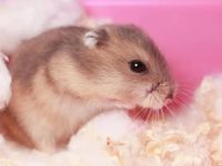 The manifestation of hamster estrus