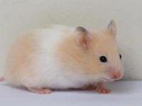 What's the reason for hamsters trembling?