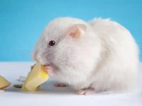 What causes hamsters to lose weight?