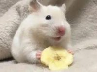 Do hamsters have infectious diseases?