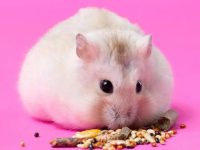 How can hamsters feed water without a water dispenser?