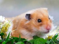 How many babies does a hamster give birth to at a time?