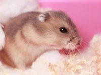 How to feed hamster babies?