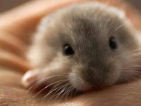 How long can baby hamsters eat food?