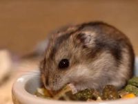 What should hamsters do if they waste food?