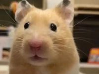 How do hamsters urinate?