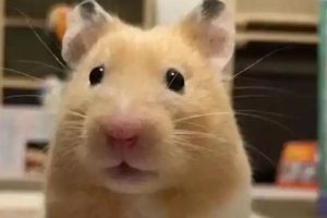 Hamster Unable To Pee Reference: How Do Hamsters Urinate