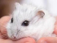 What if hamsters don't eat?