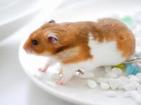 What should I do if hamsters snatch food?