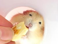 What if the hamster is missing?