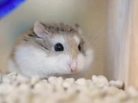 Do hamsters need to drink water?