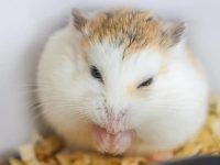 Do hamsters need deworming?