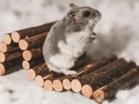 Is it normal for hamsters to have red eyes?