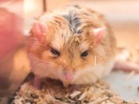 What should I do if the hamster is red and swollen?