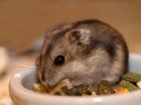 Can a hamster survive if its belly turns black?