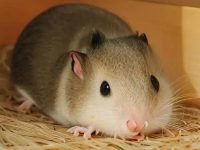 Do hamsters sleep all day long?