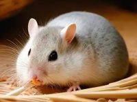 Do hamsters eat during the day?