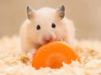 Can hamsters see at night?