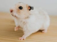 What time do hamsters start to be active at night?