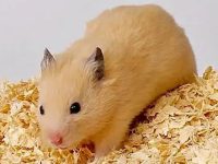 Can hamsters only put sawdust?