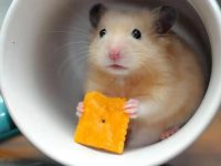 Will a hamster die if only given bathing sand?