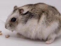 Can hamsters survive after being released?