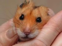 Will hamsters freeze to death when left outdoors?