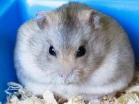 Can hamsters be revived if they freeze to death?