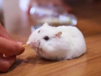 Do hamsters need to eat salt?