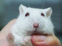 Do hamsters need to be kept separately?