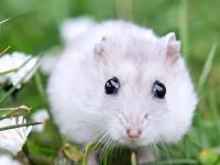 Should I keep a pair of hamsters?