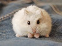 Will hamsters die if they drink too much water?