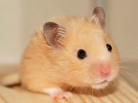 Will hamsters die after washing with water?