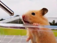How often do hamsters drink water?