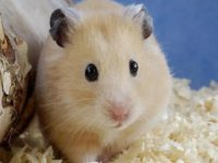 Will hamsters die from too much food?