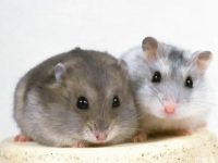 How often do hamsters eat food?